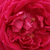 Bordová - Historické růže - Čínská růže / Rosa China - Gruss an Teplitz
